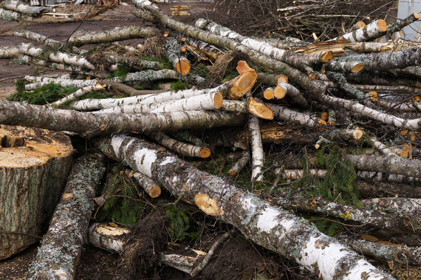 Gezaagd logboekbestanden van bomen, berk en Spar voor brandhout. - Foto, afbeelding