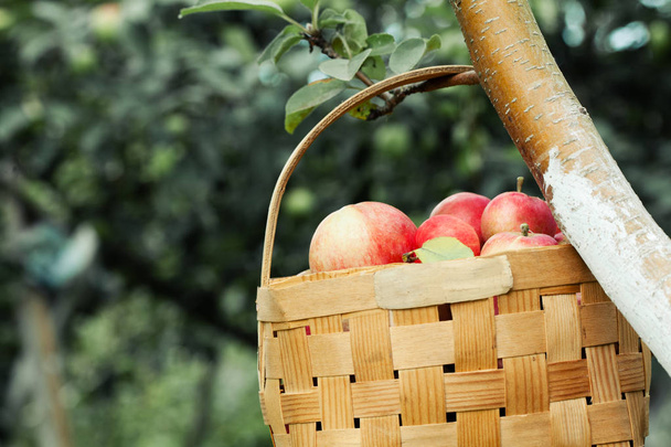 Sepet kırmızı elma-bahçede sonbahar - Fotoğraf, Görsel