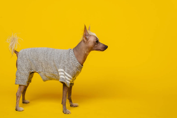 Retrato en perfil de un perro de cresta chino macho en espalda amarilla
 - Foto, Imagen