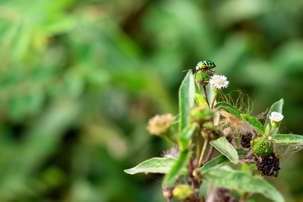  joyau coléoptère sur feuille dans la nature verte
   - Photo, image
