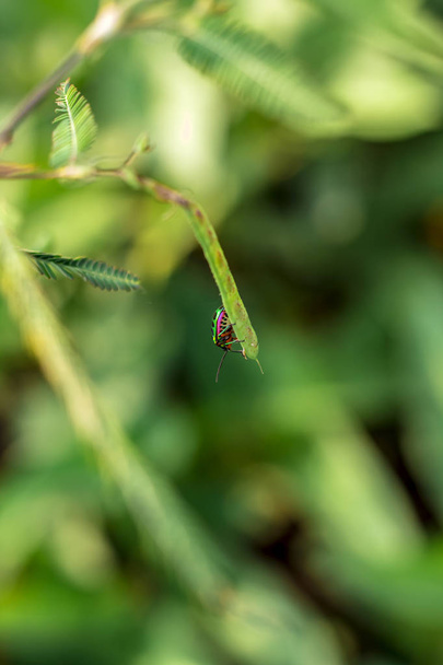 joya escarabajo en la hoja en la naturaleza verde
   - Foto, imagen