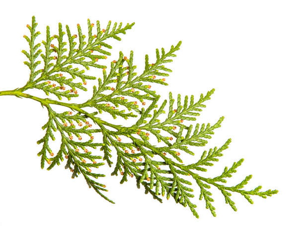 branch of green thuja. on a white background - Фото, изображение