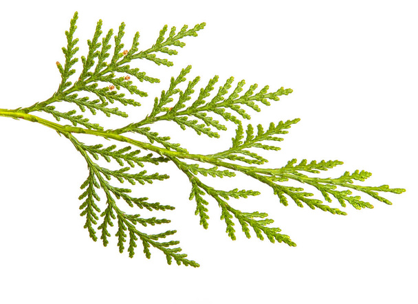 branch of green thuja. on a white background - Фото, изображение