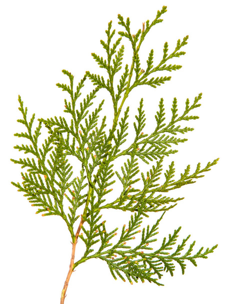 branch of green thuja. on a white background - Foto, Imagem