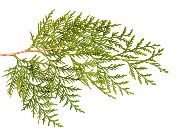 branch of green thuja. on a white background - Φωτογραφία, εικόνα