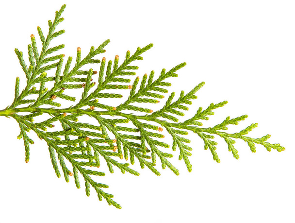 branch of green thuja. on a white background - Fotografie, Obrázek