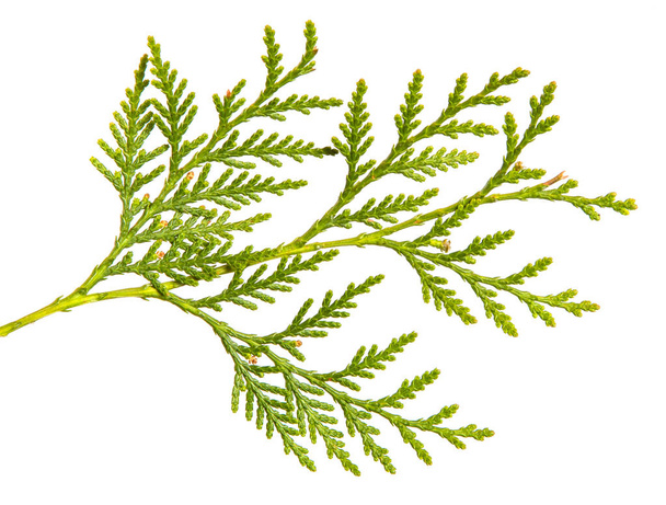 branch of green thuja. on a white background - Fotoğraf, Görsel