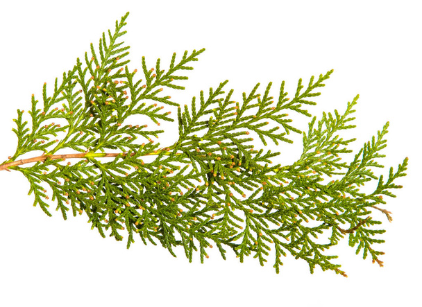 branch of green thuja. on a white background - 写真・画像