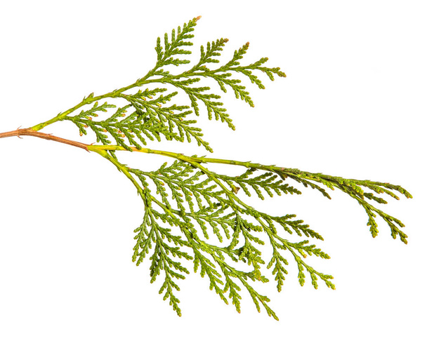 branch of green thuja. on a white background - Foto, Bild
