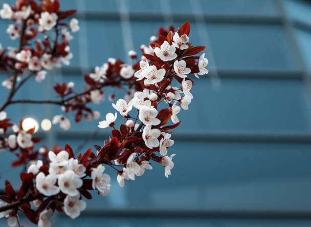 λευκά λουλούδια στο δέντρο στην πόλη - Φωτογραφία, εικόνα