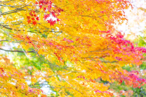 Kaunis vaahteranlehti puu syksyllä
 - Valokuva, kuva