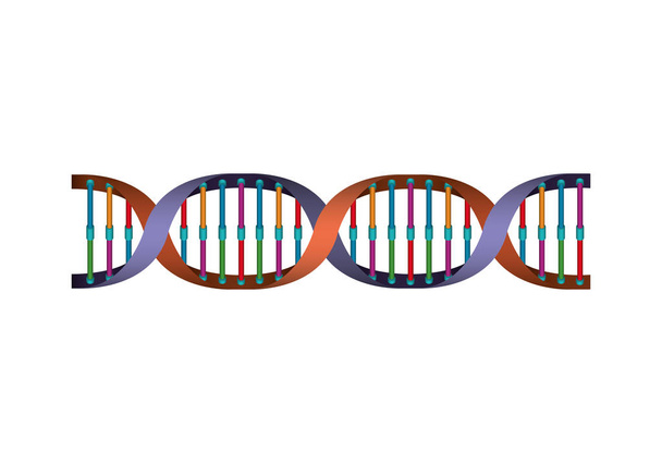 horizontal dna chain science colorful icon - Vector, Image