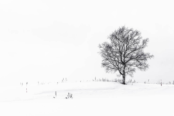Piękny plenerowy krajobraz z samotnym drzewem w śniegu sezon zimowy - Zdjęcie, obraz