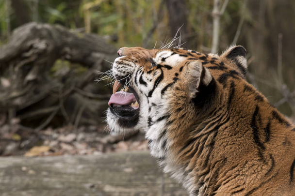 tigre che riposa in uno zoo in italia
 - Foto, immagini