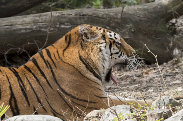 tigre descansando en un zoológico en Italia
 - Foto, Imagen
