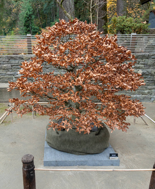 Bonsai jesienią - Zdjęcie, obraz