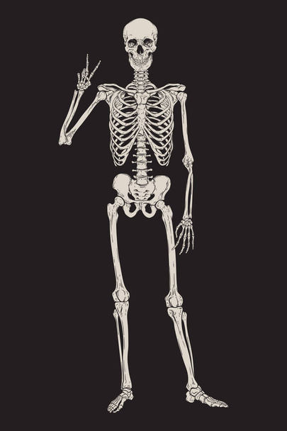Esqueleto humano posando aislado sobre ilustración vectorial de fondo negro. Cartel, póster o diseño impreso de estilo gótico dibujado a mano
. - Vector, imagen