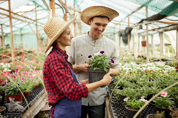 Guy and girl gardeners  in a straw hats holds and looks at the pot with flower in greenhouse on a sunny day. - Foto, Imagen