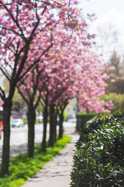 Krásné sakura růžové květy na stromech na ulici - Fotografie, Obrázek