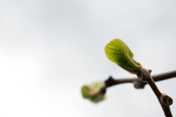 Branch of a blossoming tree with white background - Photo, Image