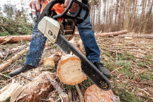 Logging, Worker in a protective suit with a chainsaw sawing wood. Cutting down trees, forest destruction. The concept of industrial destruction of trees, causing harm to the environment. - 写真・画像