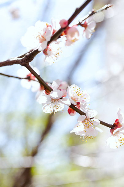 flowering tree - Foto, afbeelding