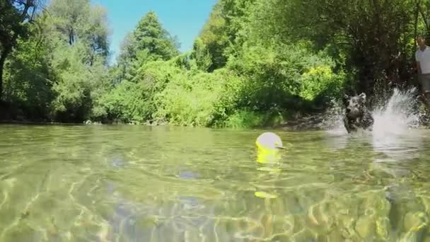 LENT MOTION, FERMER : Collie frontière noire risquée récupère boule jaune d'une rivière forestière. Chiot ludique plonge dans l'eau trouble pour récupérer la balle jouet qui a été lancé par le propriétaire. Jeune chien éclaboussant l'eau
 - Séquence, vidéo