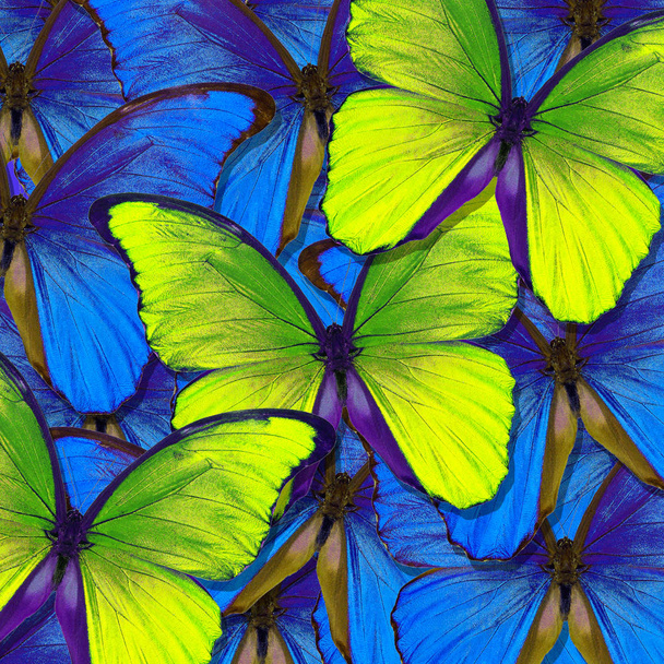 Papillon Morpho. Les ailes d'un papillon Morpho. Vol de papillons bleus et jaunes lumineux fond abstrait
. - Photo, image