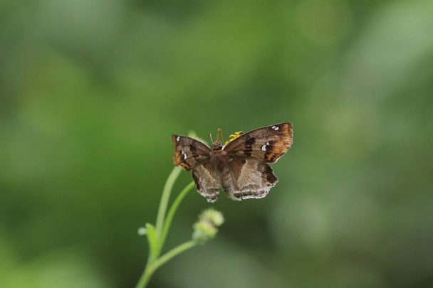 Motýlí hmyz v přírodě. Příroda hmyzí motýl - Fotografie, Obrázek