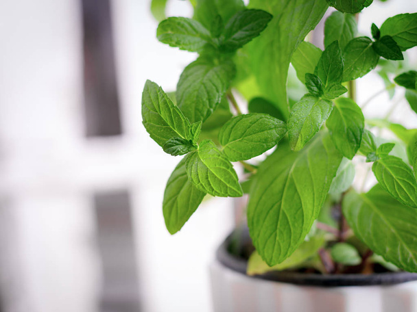 Green fresh mint in a pot, selective focus - Фото, изображение