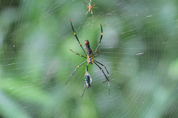Pavučina s pavoukem osvětlený slunečním zářením - Fotografie, Obrázek