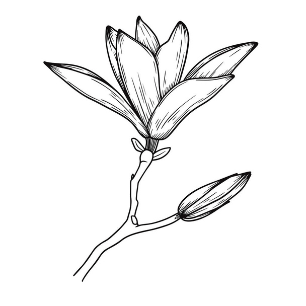 Magnolia flowers. Realistic sketch of a blooming flower. Vector illustration - Vektor, obrázek