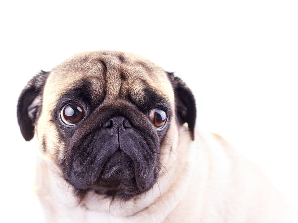 Portrét pugného psa s velkými smutnýma očima. Izolované - Fotografie, Obrázek