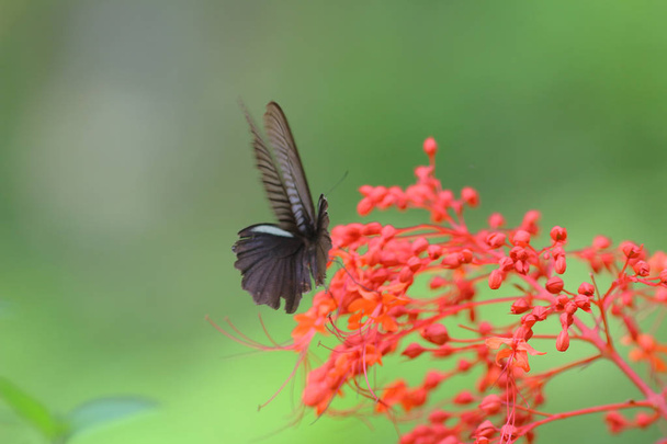 Motýl v přírodě. Motýl. Příroda v Hongkongu - Fotografie, Obrázek