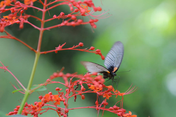 Motýl v přírodě. Motýl. Příroda v Hongkongu - Fotografie, Obrázek
