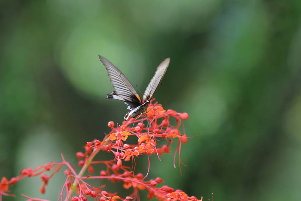 Motýlí hmyz v přírodě. Příroda hmyzí motýl - Fotografie, Obrázek