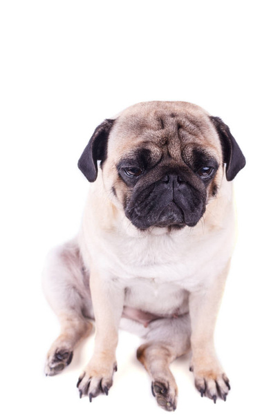 Portrait of a pug dog with big sad eyes. Isolated - Foto, Imagem