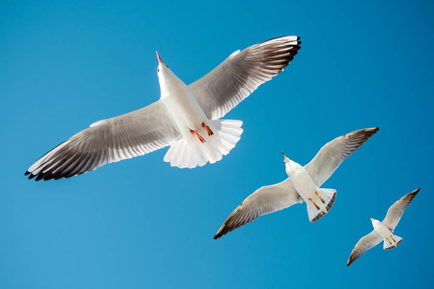 Una sola gaviota volando en azul un cielo
 - Foto, Imagen