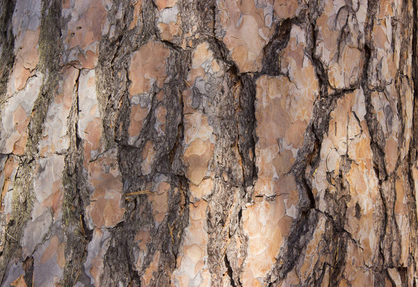 O pinheiro de Angara é uma árvore conífera perene da família dos pinheiros
. - Foto, Imagem