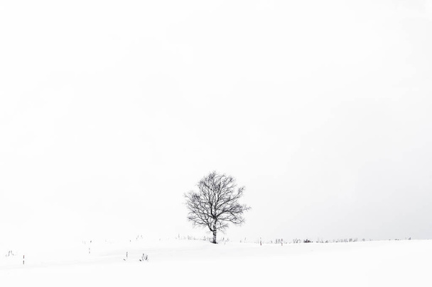 雪の冬の季節に孤独な木と美しい屋外の風景 - 写真・画像