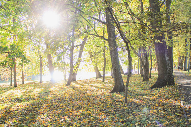 Sunny day in autumn forest. Picturesque landscape. - Foto, Bild