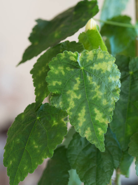 Chlorosis of leaves of houseplants. Plant disease. - Photo, Image