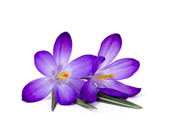 crocus - een van de eerste lentebloemen - Foto, afbeelding