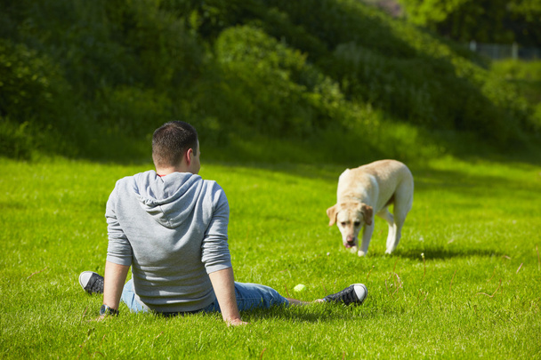 Dog on meadow - Фото, зображення