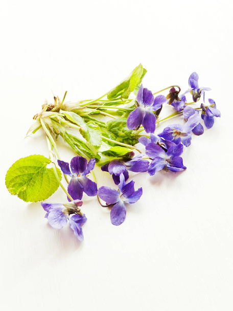 Violet flowers on white - Photo, Image