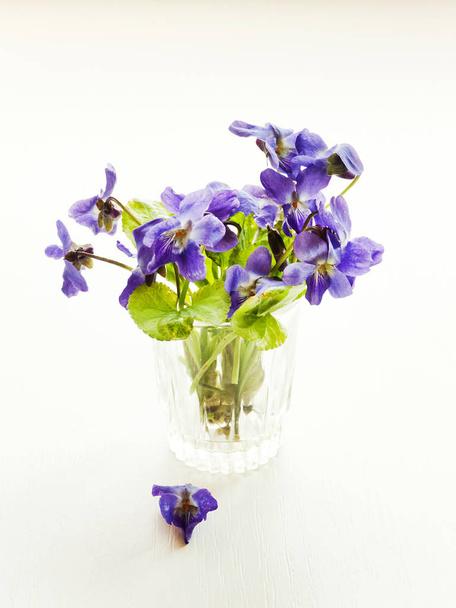 Flores violetas em branco
 - Foto, Imagem