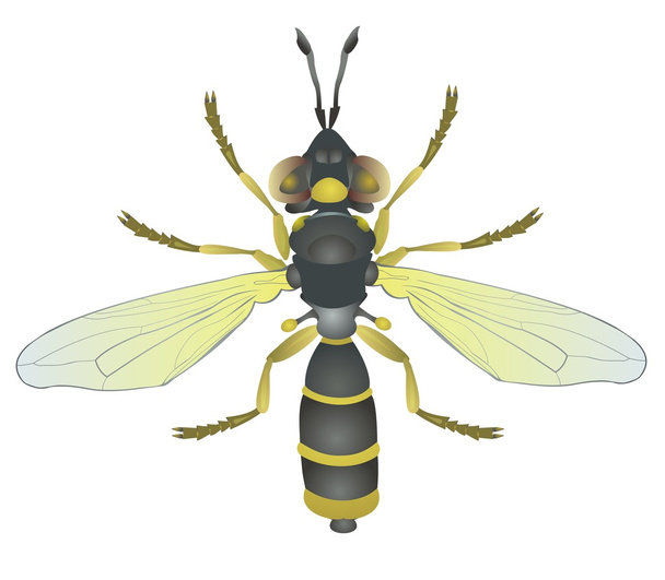 Una mosca
 - Vector, imagen