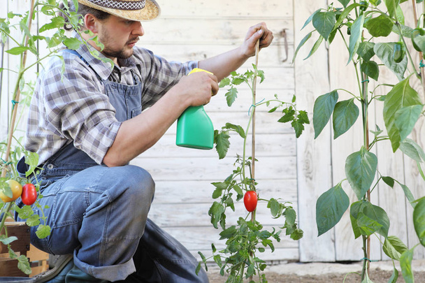 Mann im Gemüsegarten sprüht Pestizid auf Tomatenblatt - Foto, Bild