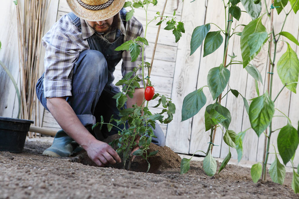 Mann pflanzt Tomaten aus den Töpfen in den Boden der Vegeta - Foto, Bild