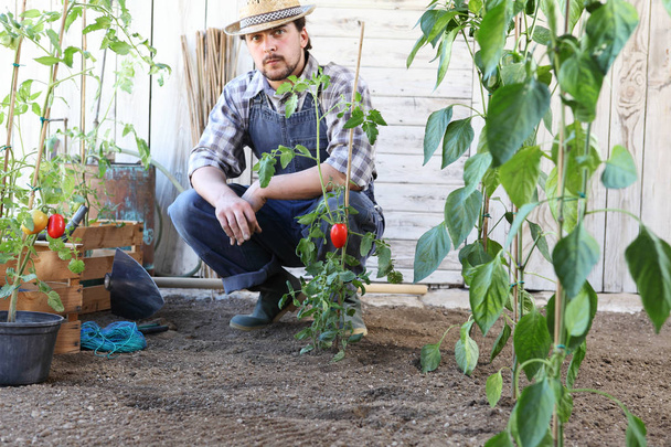 homme travaillant dans le potager avec des plants de tomate
 - Photo, image